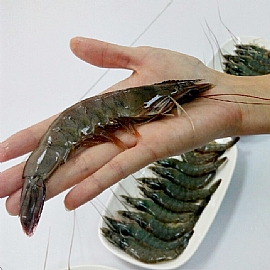 【海水養殖白蝦開箱文】 超Q彈鮮美,完全不需沾料!